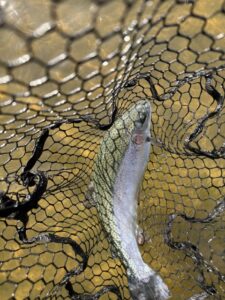 trout