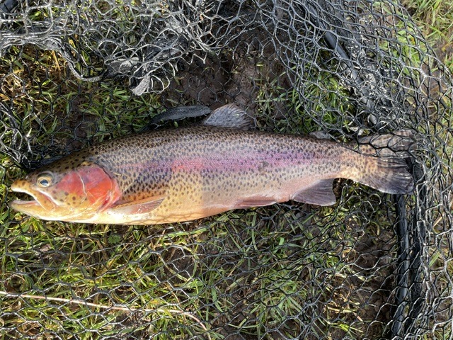 trout16