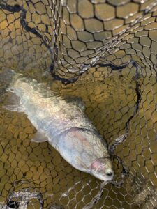 trout3