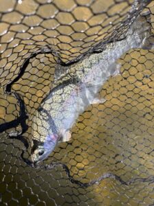 trout6